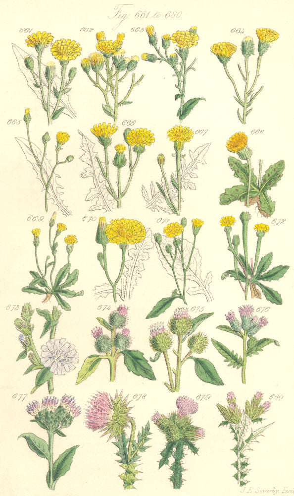 WILD FLOWERS.Hawkweed Hawk's-beard Chicory Succory Burdock Thistle.SOWERBY 1890